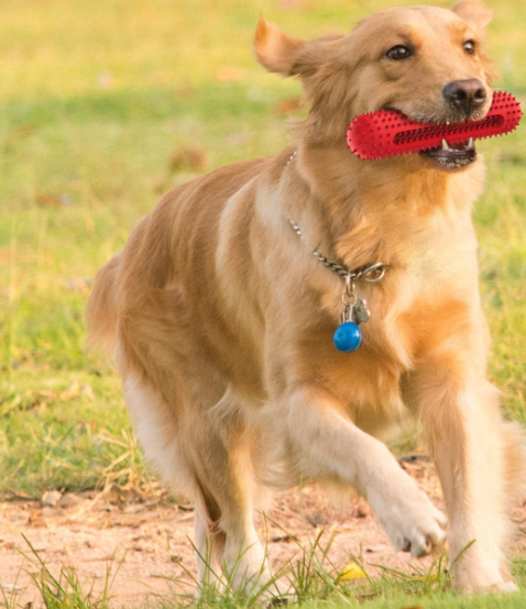 Durable Dog Squeaky Chew Toy, Toothbrush Design Dental Cleaning Toy for Interactive Play