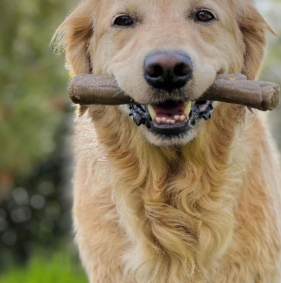 Wooden Texture Dog Chew Stick, Durable Dental Cleaning Toy, Long-Lasting Chewing Toy - Image 2